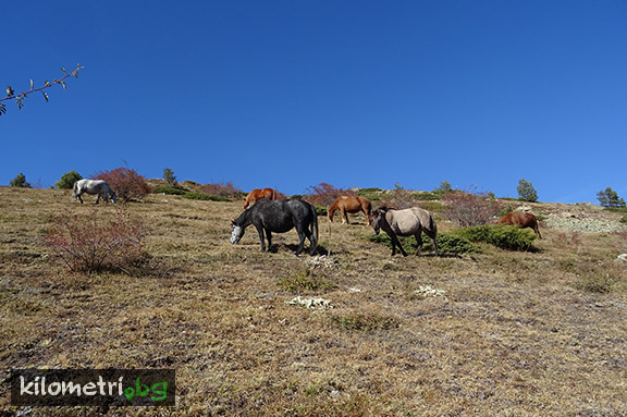Близо до хижа "Кашана", пл. Стара планина
